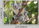 Australian Koala Bear with