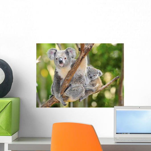 Australian Koala Bear with