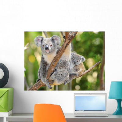 Australian Koala Bear with shown on a wall