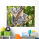 Australian Koala Bear with