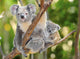 Australian Koala Bear with