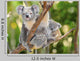 Australian Koala Bear with