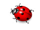 Ladybird Vector Wall Decal