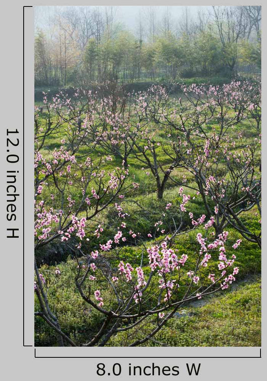 Peach Blossom