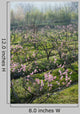 Peach Blossom