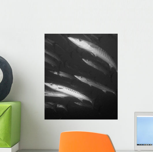 Schooling Barracuda Wall Mural