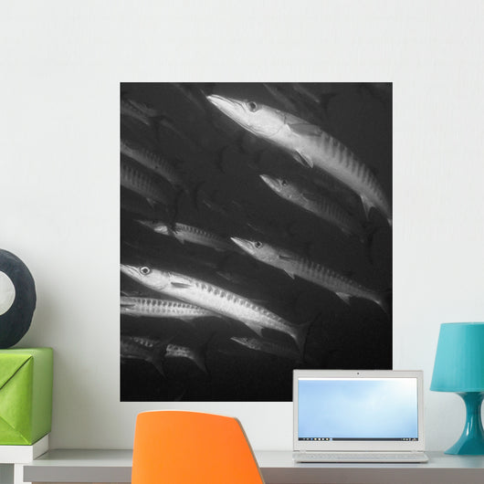 Schooling Barracuda Wall Mural