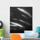 Schooling Barracuda Wall Mural