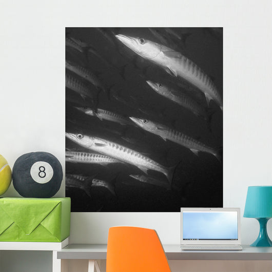 Schooling Barracuda Wall Mural