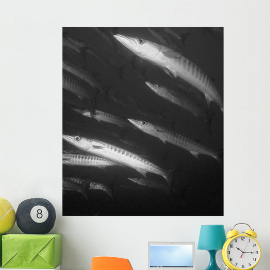 Schooling Barracuda Wall Mural