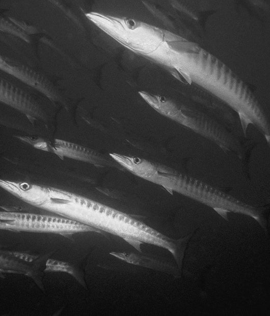 Schooling Barracuda Wall Mural