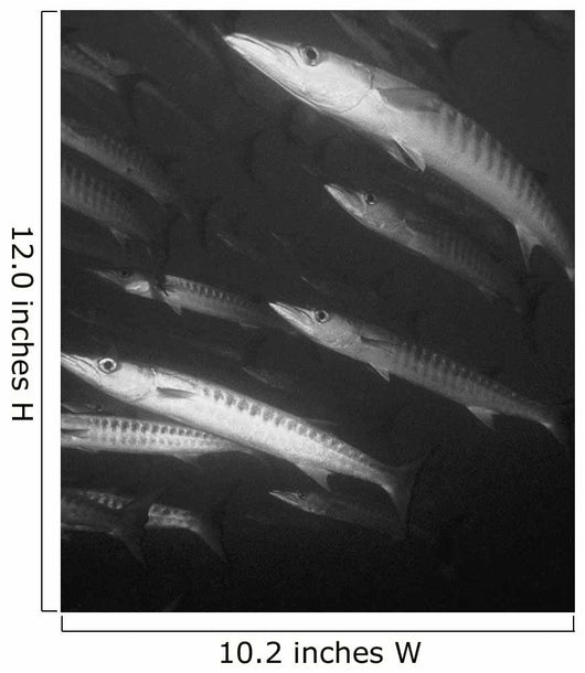 Schooling Barracuda Wall Mural