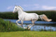 White Horse Summer Field
