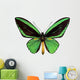 Green Papilio