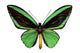 Green Papilio