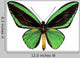 Green Papilio