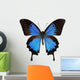 Papilio Ulysses