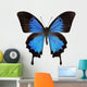 Papilio Ulysses