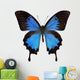 Papilio Ulysses