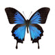Papilio Ulysses