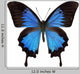 Papilio Ulysses