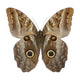 Owl Butterfly