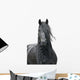 Friesian Stallion on a White Background Wall Decal