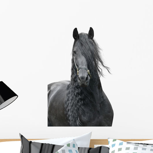 Friesian Stallion on a White Background Wall Decal