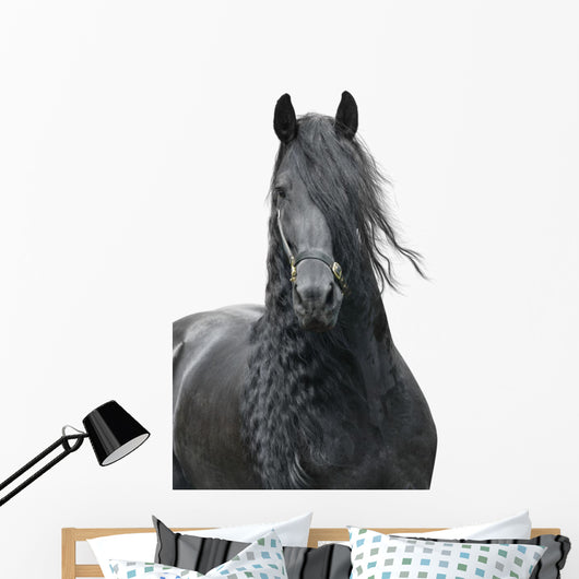 Friesian Stallion on a White Background Wall Decal