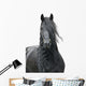Friesian Stallion on a White Background Wall Decal