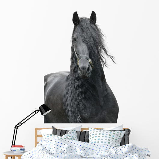 Friesian Stallion on a White Background Wall Decal