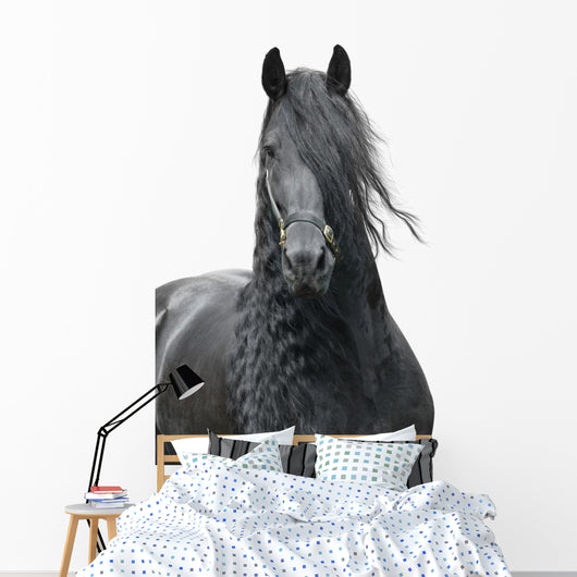 Friesian Stallion on a White Background Wall Decal