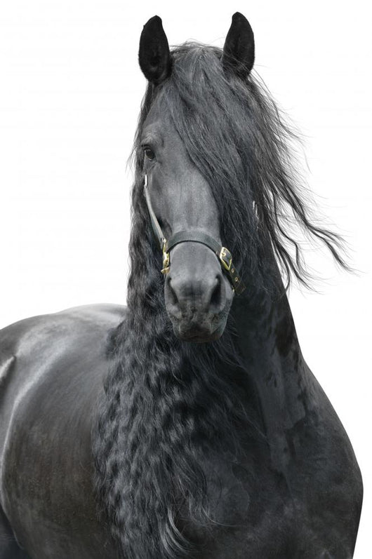 Friesian Stallion on a White Background Wall Decal