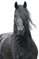 Friesian Stallion on a White Background Wall Decal