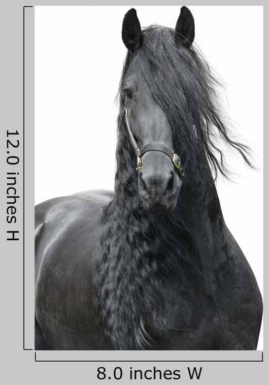 Friesian Stallion on a White Background Wall Decal