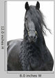 Friesian Stallion on a White Background Wall Decal