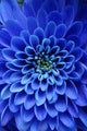 Up Blue Flower Aster
