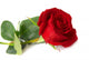Red rose Wall Decal