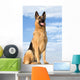 Shepherd 5