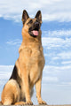 Shepherd 5