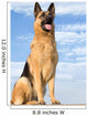 Shepherd 5