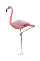 Pink Flamingo Wall Decal