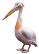 Pink Pelican Wall Decal