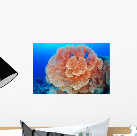 Hicksons Fan Coral Wall Mural