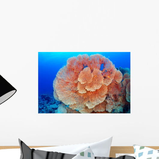 Hicksons Fan Coral Wall Mural