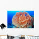 Hicksons Fan Coral Wall Mural