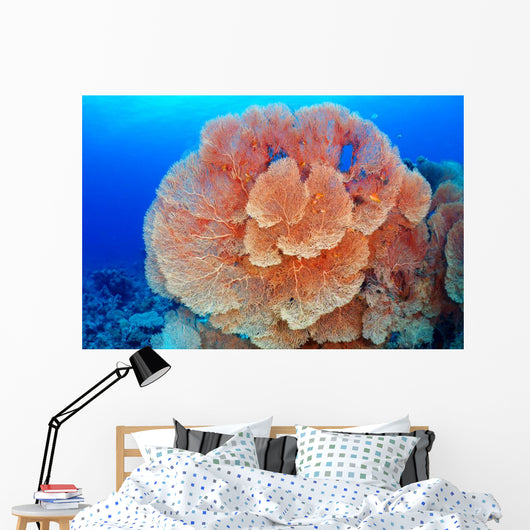 Hicksons Fan Coral Wall Mural