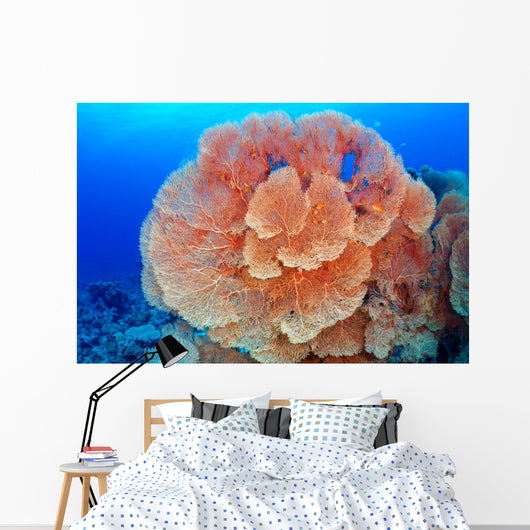 Hicksons Fan Coral Wall Mural