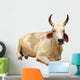 India - sacred cow (with india map) Wall Decal