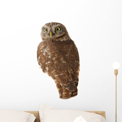 Burrowing Owl Wall Decal shown on a wall